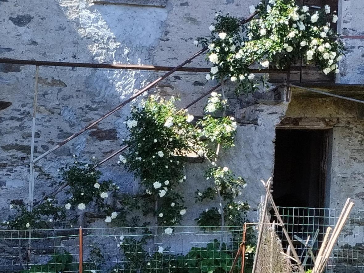 Apartamento Il Forno Cossogno Exterior foto